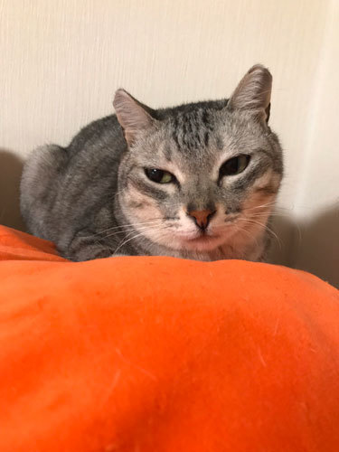 mimi01.jpg