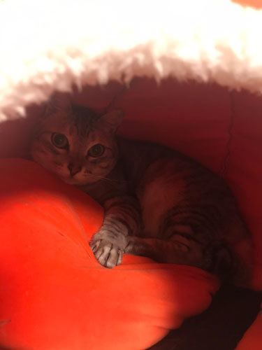 mimi03.jpg