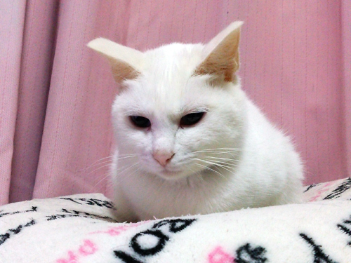 roko2.jpg